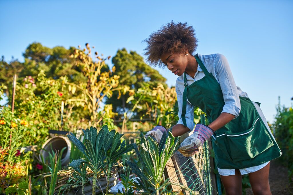 african american woman tending to the kale in a community garden